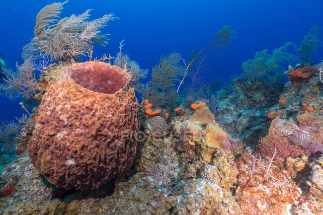 Récif exotique Plantes marines poussant sur la surface rugueuse du récif corallien dans l'eau bleue propre de l'océan — Photo de stock
