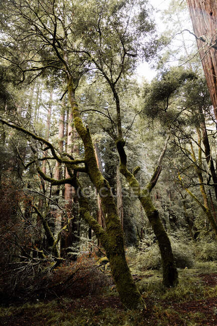 Floresta verde densa com sequoias cobertas por musgo alto em Big Basin Redwoods State Park nos EUA — Fotografia de Stock