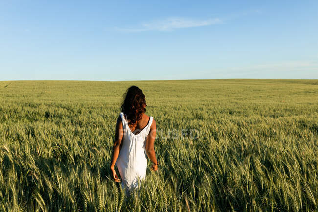 Visão traseira jovem senhora preta em vestido de verão branco passeando no campo de trigo verde enquanto olha para longe durante o dia sob o céu azul — Fotografia de Stock