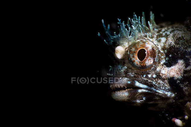 Голова удивительной странной пятнистой рыбы Blenny с большими карими глазами в композиции с прозрачной короной и усами как часть мистической дикой природы подводного мира океана на черном фоне — стоковое фото