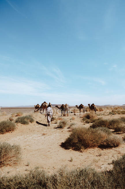 Indietro vista di anonimo uomo locale con canna seguente gruppo di cammelli nella giornata di sole nel deserto vicino Marrakech, Marocco — Foto stock