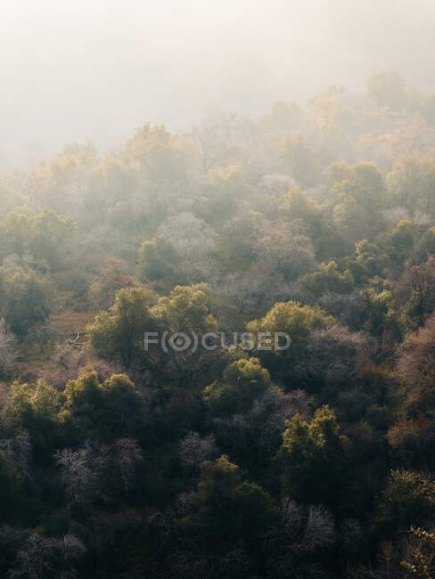 Magnifique paysage avec des couronnes de grands arbres sempervirents contre les hautes terres brumeuses à l'horizon dans le parc national Sequoia aux États-Unis — Photo de stock