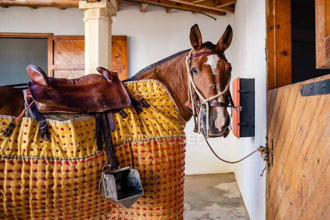 Vista lateral del caballo castaño taurino en equipo de protección de pie en el granero antes de rejoneo - foto de stock