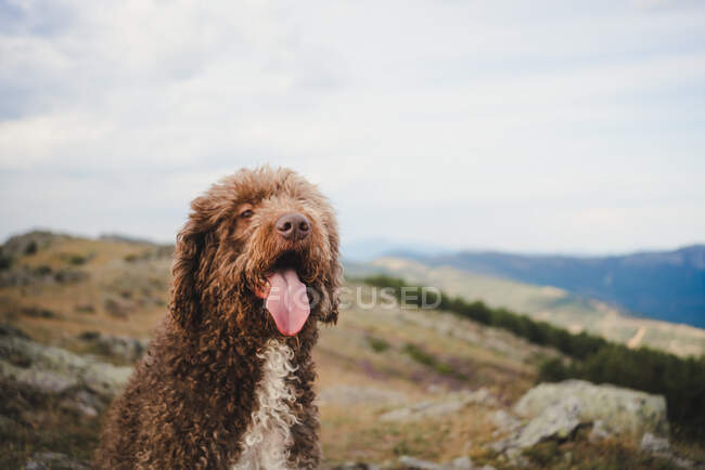 Lindo perro Labradoodle con piel blanca y marrón sentado con la lengua en la colina en las tierras altas - foto de stock