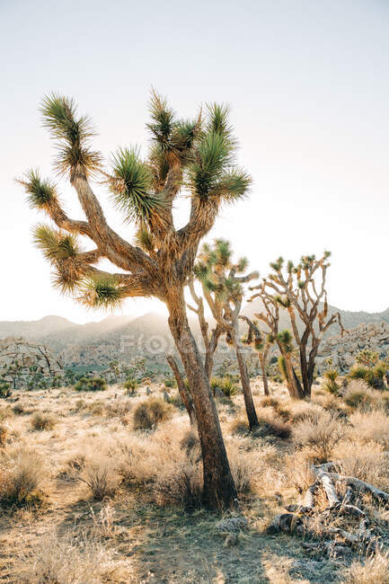 Paisaje de cultivo de palmeras de yuca en tierra seca de desierto tropical con montañas a la luz del atardecer en el Parque Nacional Joshua Tree - foto de stock