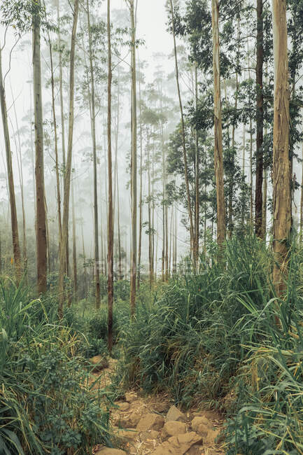 Grands arbres verts poussant dans les bois par une journée brumeuse contre un ciel nuageux — Photo de stock
