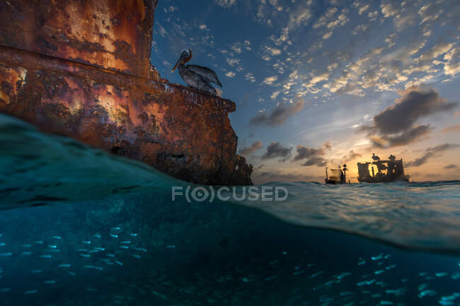 Пелікан сидить на іржавому корпусі пошкодженого корабля проти хмарного сонцезахисного неба посеред хвилястого моря. — стокове фото