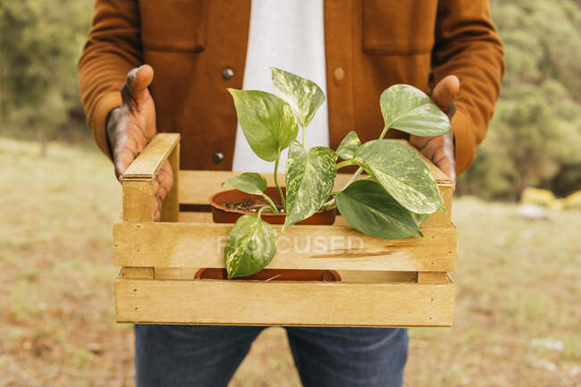 Cultivo irreconocible jardinero masculino afroamericano de pie con planta verde Epipremnum en maceta en caja de madera en el jardín - foto de stock