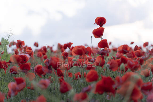 Вид на поле маковых цветов на уровне земли в облачный день — стоковое фото