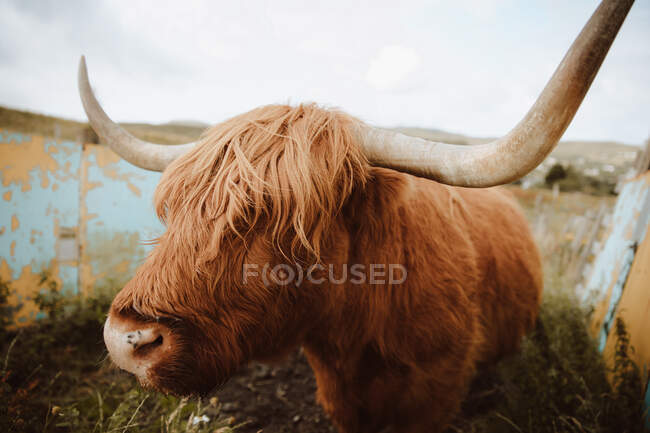 Коричнева рогата корова пасуться, стоячи в обгородці на фермі у Великобританії. — стокове фото