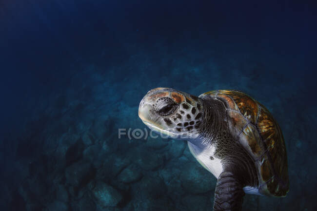 Сверху зеленая черепаха с коричневой скорлупой, плавающая под водой в синем море — стоковое фото