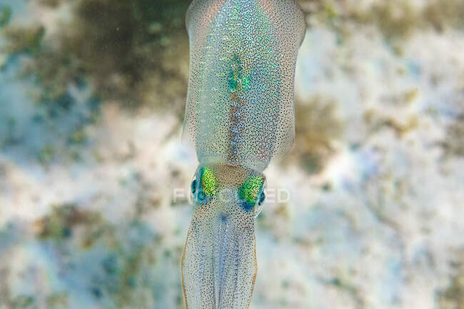 From above small squid with spotted translucent skin swimming over sea bottom in clean water — Stock Photo