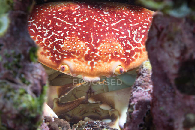 From above red crab hiding amidst rough pink corals in clean water of sea — Stock Photo
