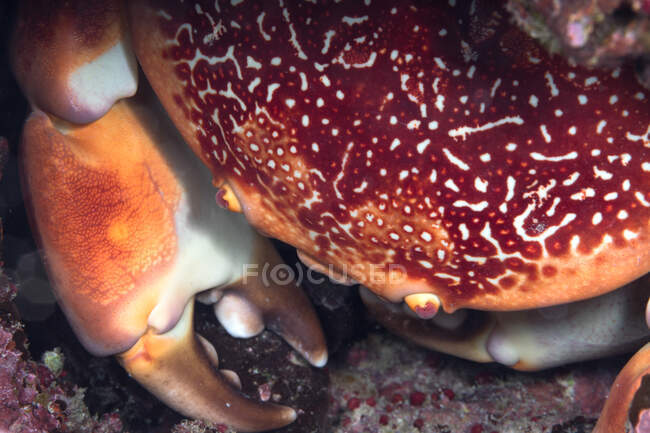 From above red crab hiding amidst rough pink corals in clean water of sea — Stock Photo
