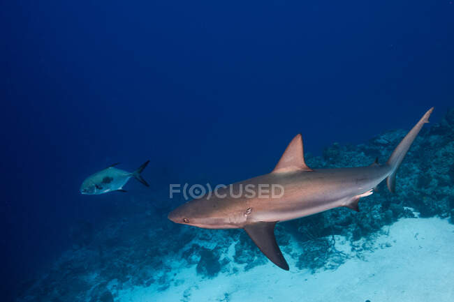 Énorme requin de récif sauvage et poissons nageant sur fond bleu d'eau de mer propre — Photo de stock