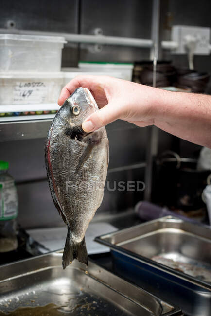 Crop anonymous chef standing with fresh gilt head bream fish while cooking in kitchen of restaurant — Stock Photo