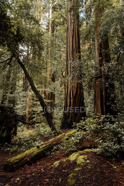 Bosque siempreverde denso con musgo cubierto de secuoyas altas en Big Basin Redwoods State Park en Estados Unidos - foto de stock