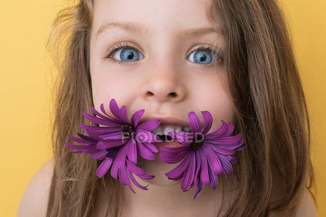 Симпатичная улыбающаяся маленькая девочка с ярко-фиолетовыми цветами герберы во рту смотрит на камеру на желтом фоне как на концепцию лета и детства — стоковое фото