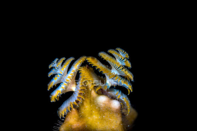 Christmas tree worm in a dark background of ocean — Stock Photo