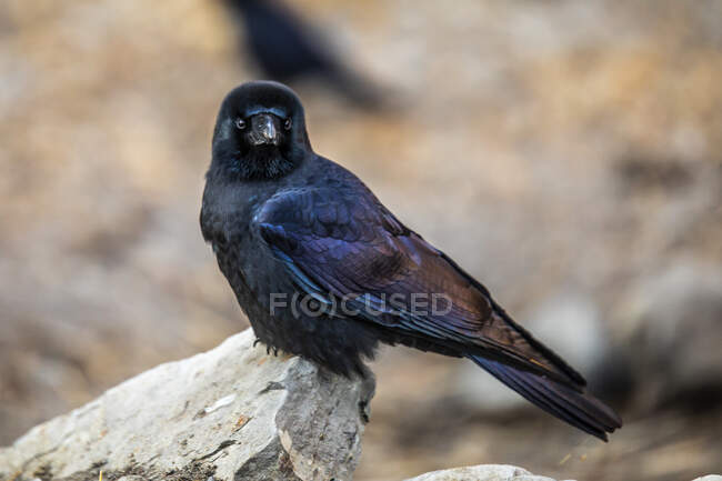 Jackdaw occidental avec plumage noir et bleu assis sur la pierre et regardant la caméra au Népal — Photo de stock
