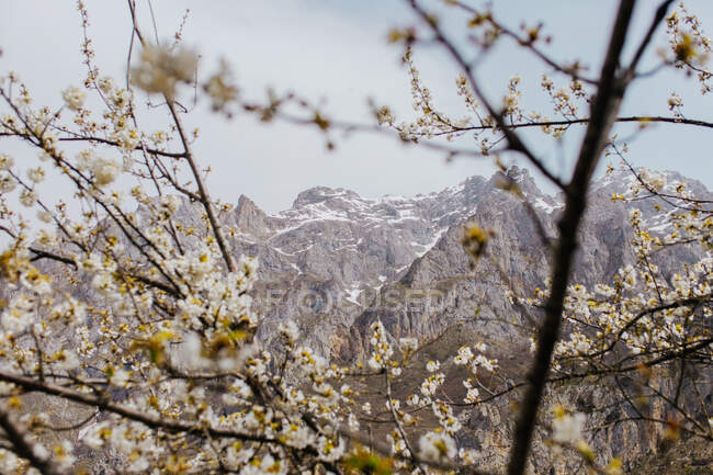 Величественный пейзаж грубой скалистой горной цепи Пикос-де-Европа со снежными вершинами за ветвями цветущего дерева в весенний день в Кастилии и Леоне в Испании — стоковое фото