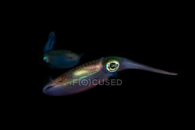 Calamar volador de neón con cuerpo moteado transparente y brazos pequeños entre el ambiente submarino natural sobre fondo negro - foto de stock