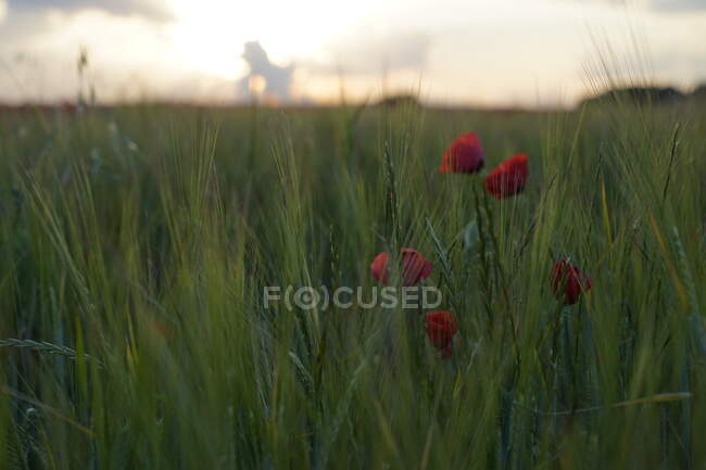 Scena paesaggistica di fiori di papavero nel prato al tramonto — Foto stock