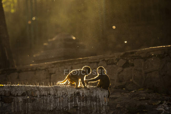 Adorable little macaques sitting on shabby stone fence on sunny day in park in Nepal — Stock Photo