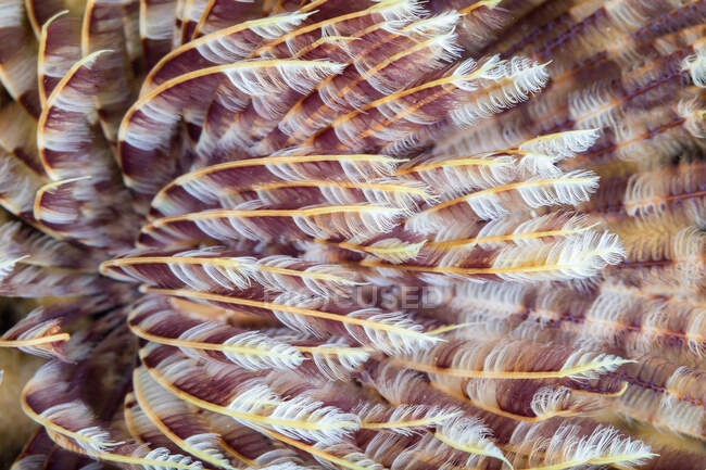 Сверху удивительное анемонное существо, расположенное на коралловом рифе в чистой воде моря. — стоковое фото