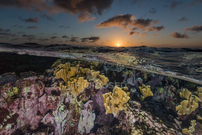 Cielo nublado al atardecer sobre agua limpia ondulante y arrecife de coral colorido en el mar - foto de stock