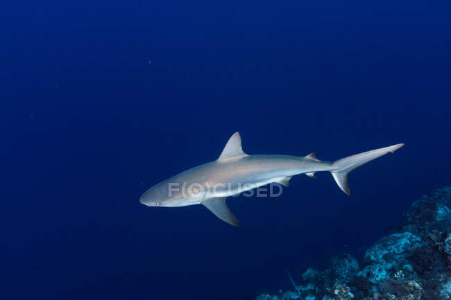 Riesige wilde Riffhaie und Fische schwimmen vor blauem Hintergrund von sauberem Meerwasser — Stockfoto