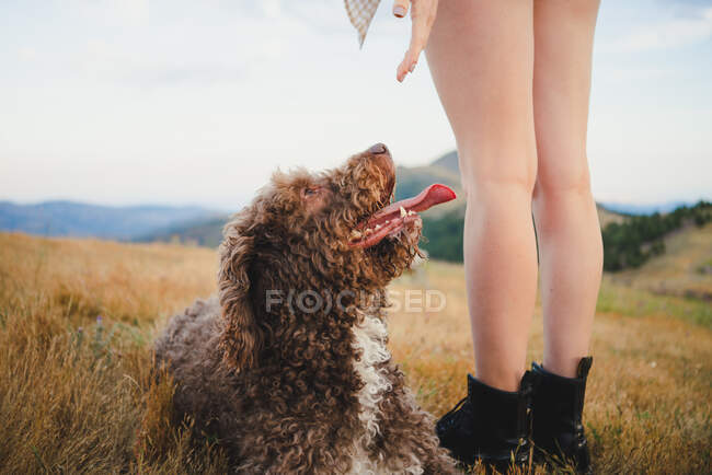 Cropped unrecognizable female owner walking with obedient Labradoodle dog in mountains — Stock Photo