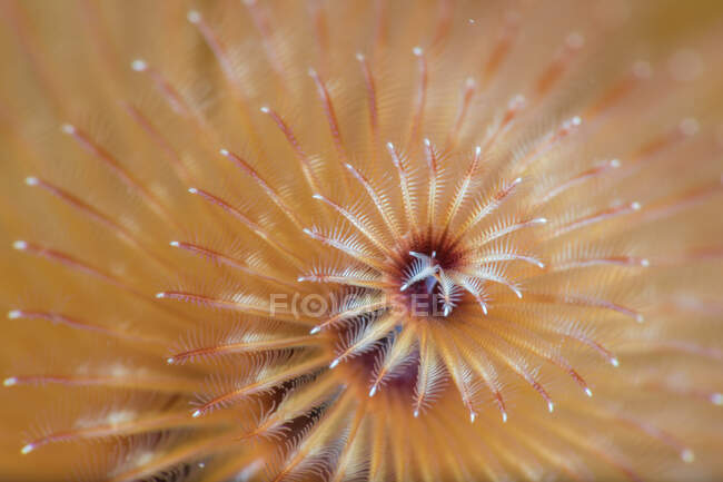 De arriba cerca los tentáculos anaranjados del gusano salvaje de Spirobranchus en el agua limpia del mar - foto de stock