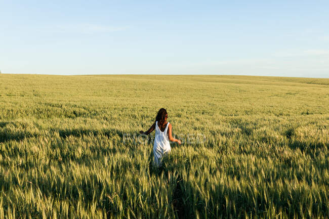 Вид ззаду молода чорна леді в білій літній сукні, що ходить на зеленому пшеничному полі, дивлячись вдень під блакитним небом — стокове фото