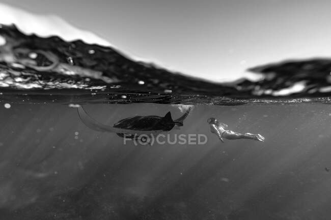 Manta Ray in bianco e nero con nuoto femminile in immersione libera con enorme stingray in acqua di mare — Foto stock