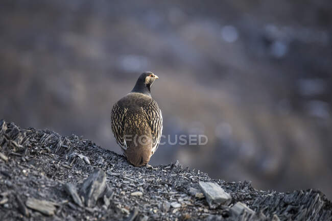 Himalayan snowcock with brown plumage sitting on rough rocky ground in highlands in Nepal — Stock Photo