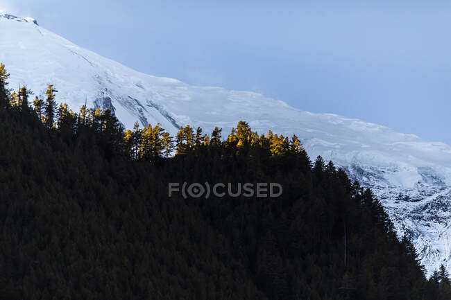 Magnifico paesaggio di boschi di conifere che crescono sullo sfondo delle montagne innevate dell'Himalaya sotto il cielo blu nella giornata di sole in Nepal — Foto stock