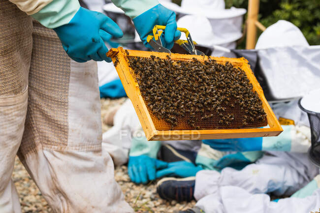 Bienenzüchter zeigt Bienenwabe mit Bienen der Gesellschaft von Kindern in Schutzanzügen im Sommer — Stockfoto