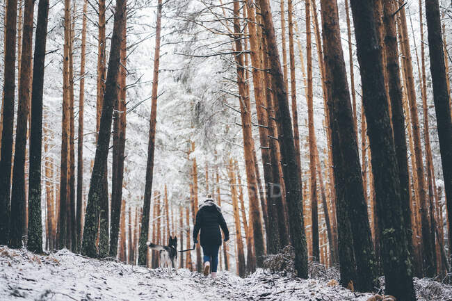 Погляд на жінку в лижній куртці, яка ходить з домашнім собакою між деревами в зимовому лісі. — стокове фото