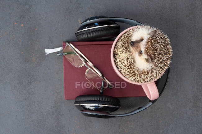 From above of tiny hedgehog sitting in ceramic mug placed on table with headphones and notebook — Stock Photo