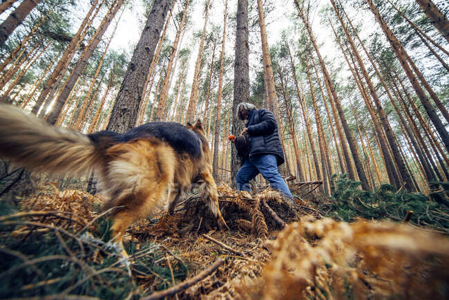 Вид сбоку на человека, гуляющего с домашней собакой между хвойными деревьями в солнечный день — стоковое фото