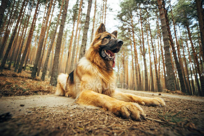 Знизу красива домашня собака сидить на сільській дорозі між хвойними деревами в лісі — стокове фото