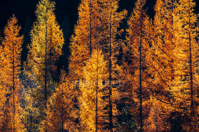 Golden Autumn In The Forest With Orange Leaves On Trees — Stock Photo