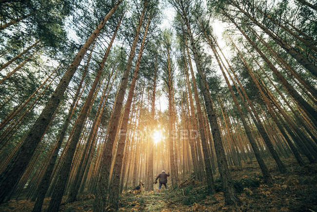 Vista laterale dell'uomo che cammina con cane domestico tra conifere nella giornata di sole — Foto stock