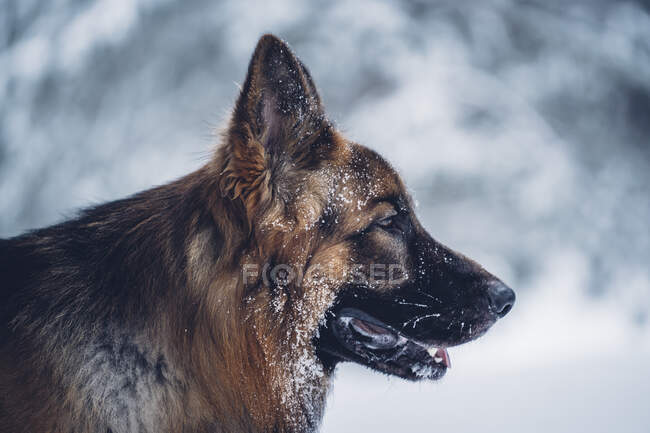 Vista lateral do cão doméstico coberto de neve no fundo embaçado — Fotografia de Stock