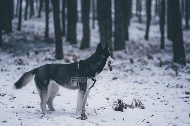 Вид сбоку красивой домашней собаки, стоящей между деревьями в зимнем лесу — стоковое фото