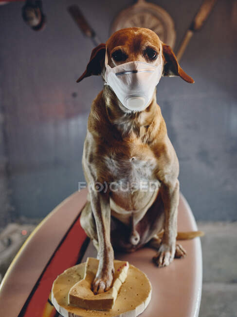 Retrato de un perro con una mascarilla mirando a la cámara sentado en una tabla de surf - foto de stock