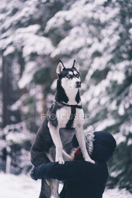 Бічний вид домашньої собаки бавиться з молодою леді на снігу між деревами в зимовий ліс. — стокове фото