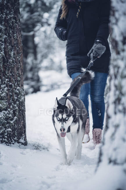 Дама в лижній куртці, що йде з домашнім собакою між деревами в зимовому лісі — стокове фото