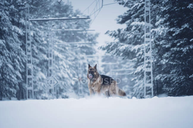 Hermoso perro cazador doméstico paseando entre árboles en el bosque de invierno - foto de stock